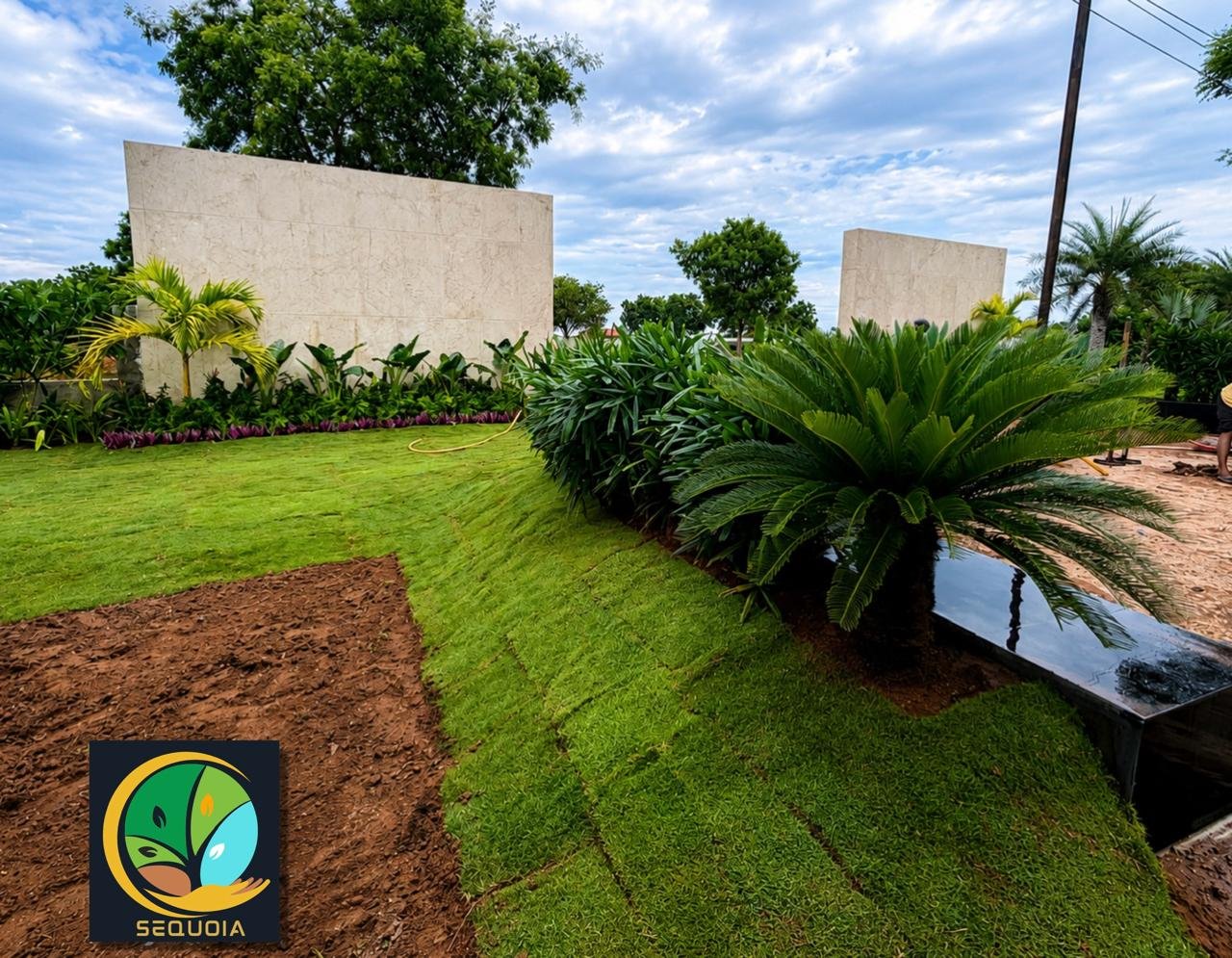 A broad lawn framed by sculptural cycads and layered tropical planting