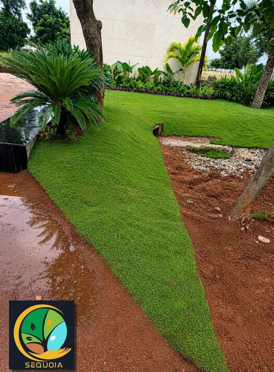 Fresh lawn installation shaped around mature trees and planting beds
